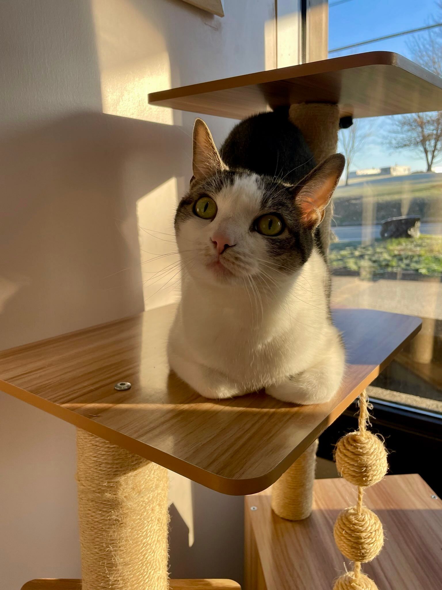 Cat guest relaxing in one of our kitty suites.