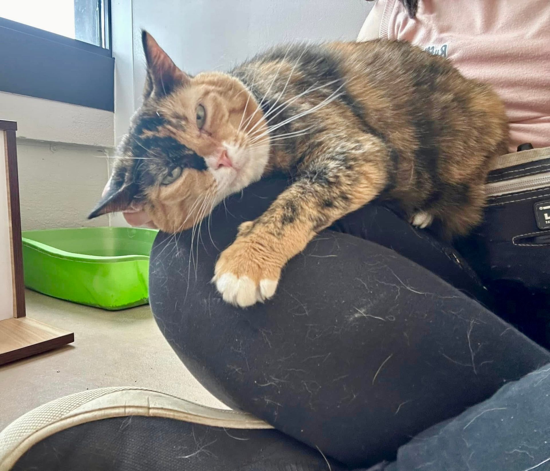 Cat snuggling with her kitty coordinator.