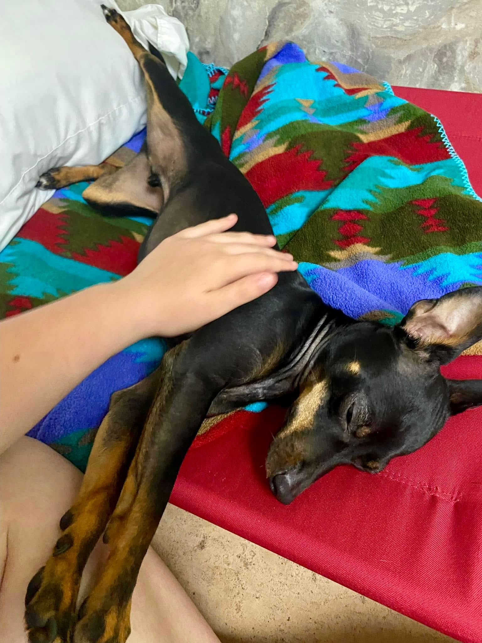 Boarding dog getting VIP treatment from a canine coordinator.