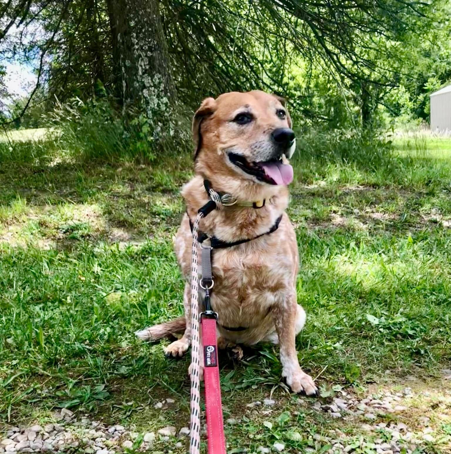 Dog taking a site seeing walk.