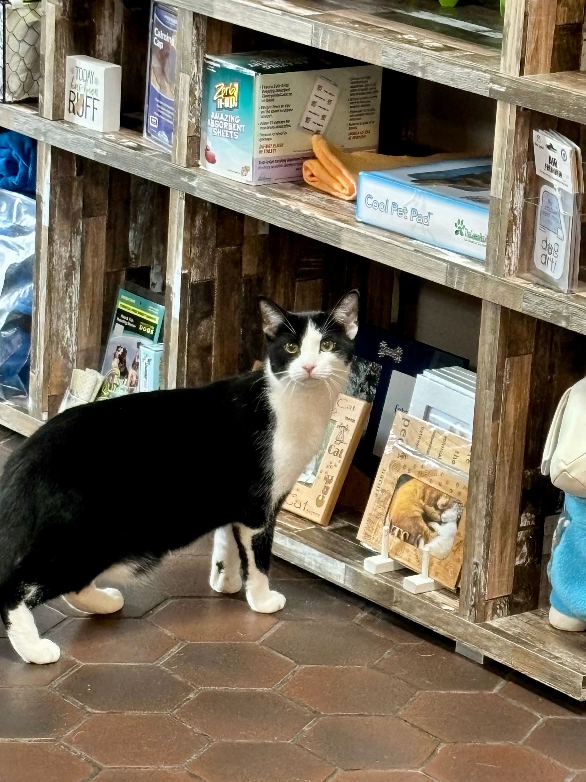 Boarding cat peruses the gift shop. 