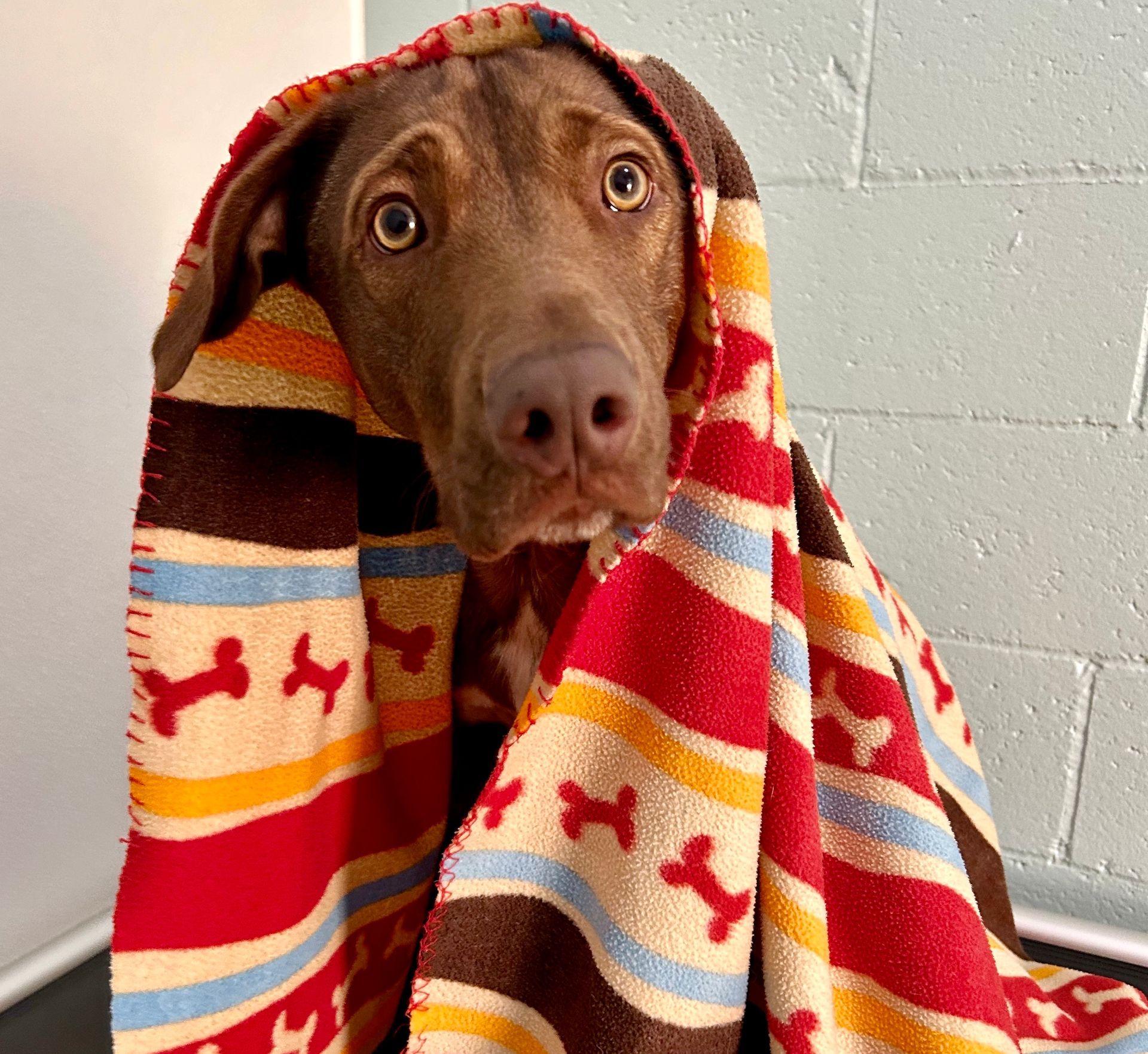 A brown and white dog is laying on a bed with a blanket.