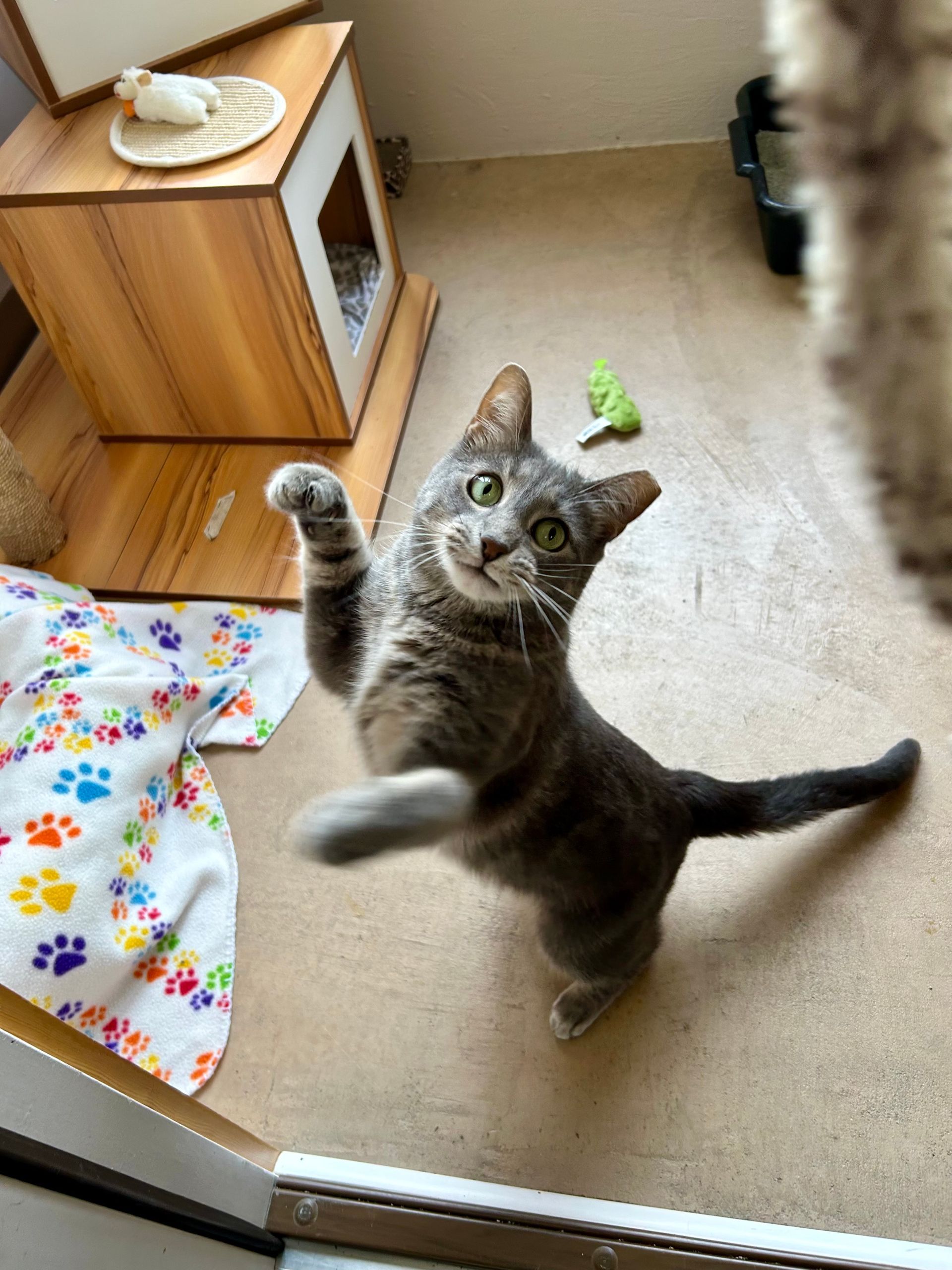 Cat playing with toys while boarding at Ruffin' Around.