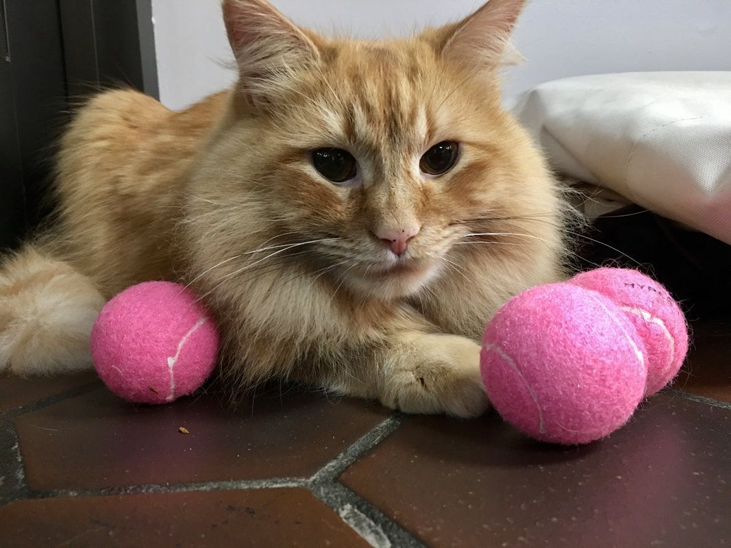 A cat is laying on the floor with pink tennis balls.