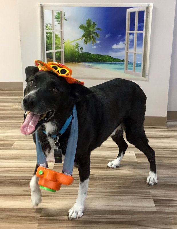 A black and white dog wearing a hat and sunglasses