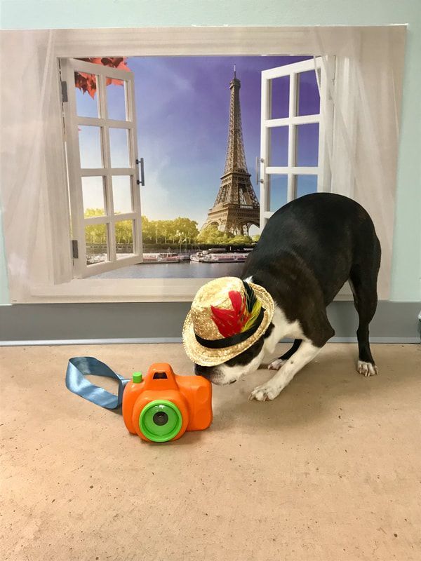 A dog wearing a hat is sniffing a toy camera