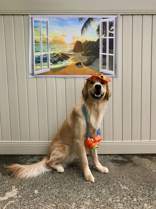 A dog wearing sunglasses and a duck toy is sitting in front of a window.