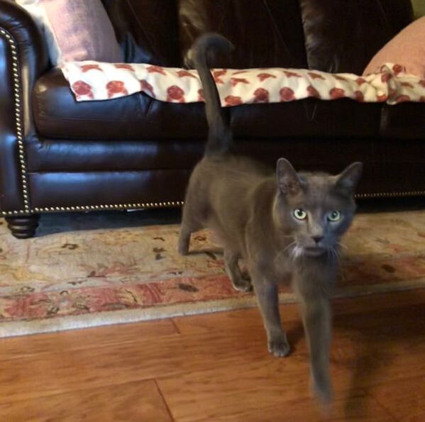 A gray cat standing in front of a brown leather couch