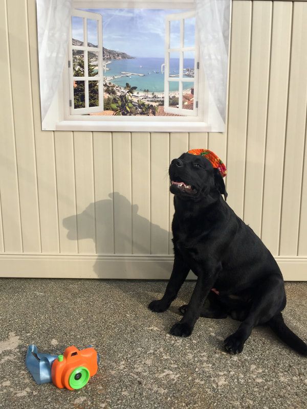 A black dog is sitting next to a toy camera