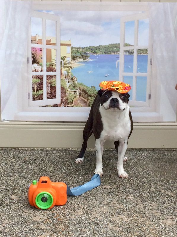 A dog wearing a hawaiian hat is standing next to a toy camera.