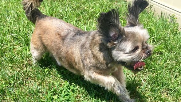 A small brown and white dog is running in the grass.