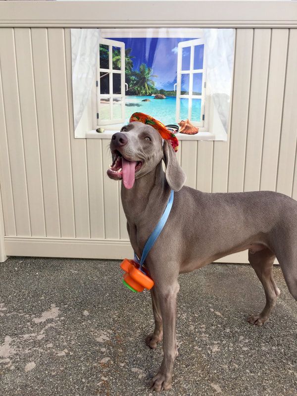A dog wearing a hat is standing in front of a window with a picture of a beach on it.