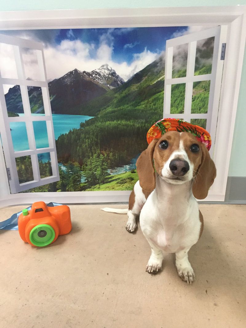 A small brown and white dog wearing a hat is sitting in front of a window.