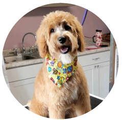 A dog wearing a bandana is sitting on a table in a kitchen.