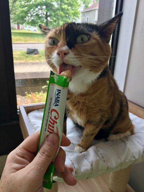 A cat is eating a treat from a person 's hand.