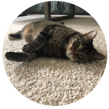 A cat is laying on its back on a carpet