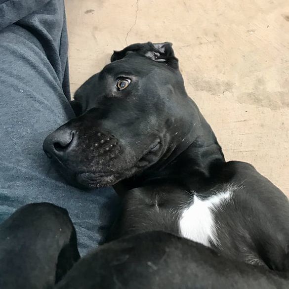 A black dog with a white spot on its chest is laying on a person 's lap.