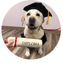 A dog wearing a graduation cap and gown is holding a diploma