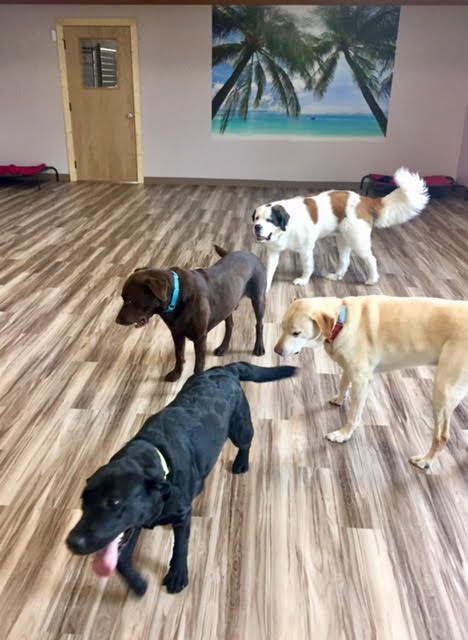 A group of dogs are standing on a wooden floor in a room.