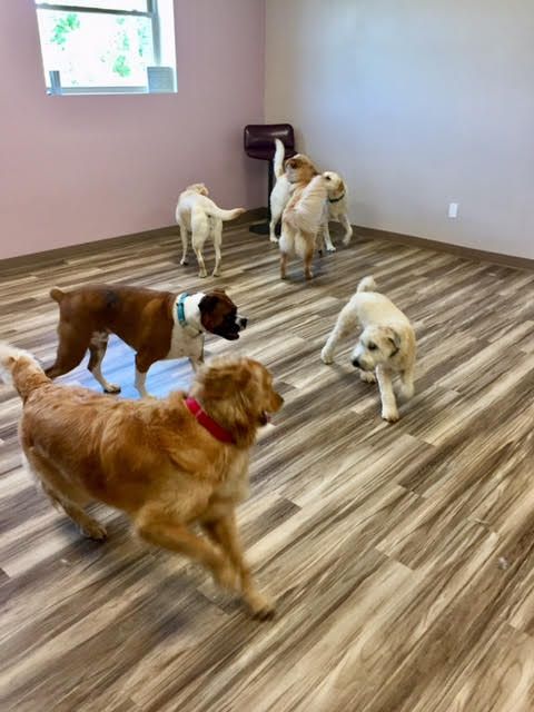 A group of dogs are playing in a room.