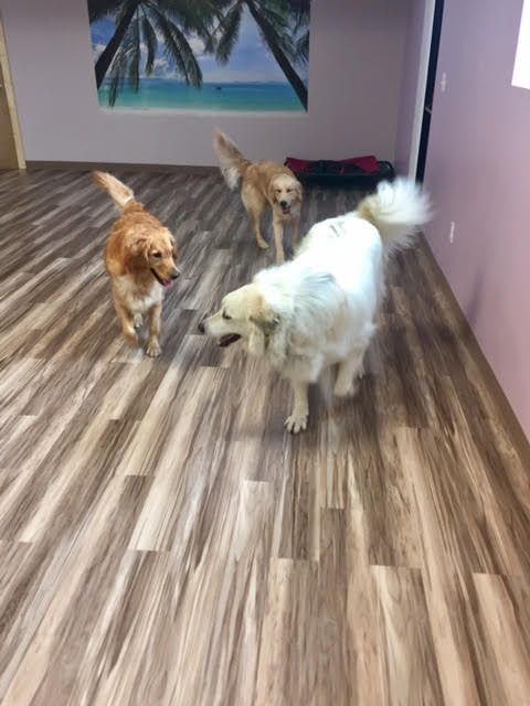 Three dogs are playing in a room with a picture of palm trees on the wall.