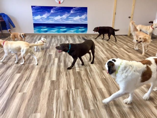 A group of dogs are standing on a wooden floor