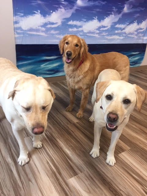 Three dogs are standing next to each other on a wooden floor.
