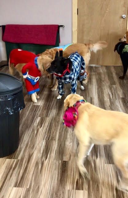 A group of dogs are standing next to each other in a room.