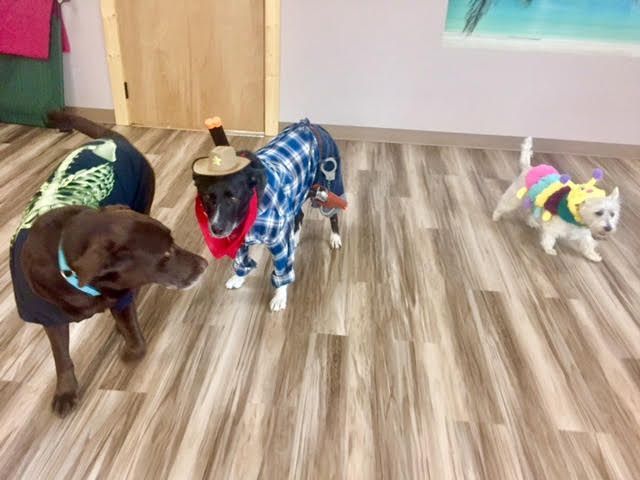 Three dogs wearing costumes are standing on a wooden floor.
