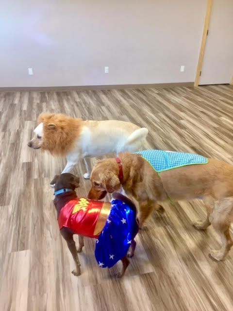 Three dogs wearing costumes are standing next to each other on a wooden floor.