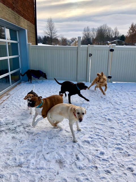 A group of dogs are playing in the snow.
