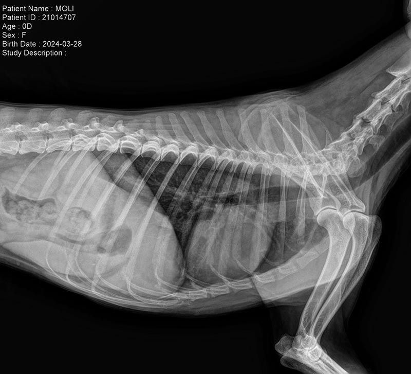 IGM DIGITAL RADIOLOGY