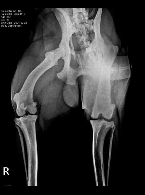 IGM DIGITAL RADIOLOGY