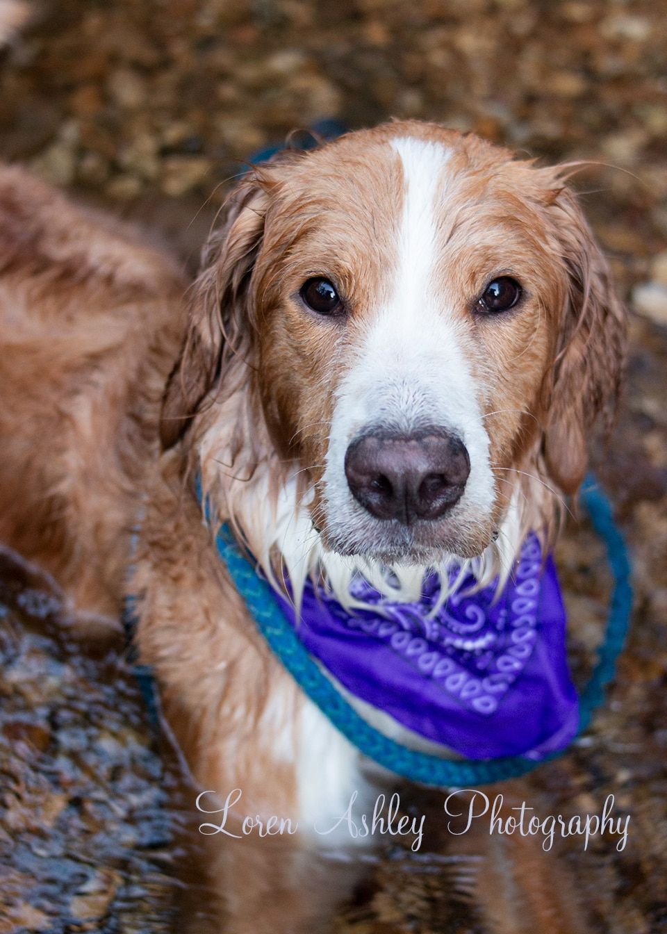 A brown and white dog wearing a purple bandana is laying in the water.