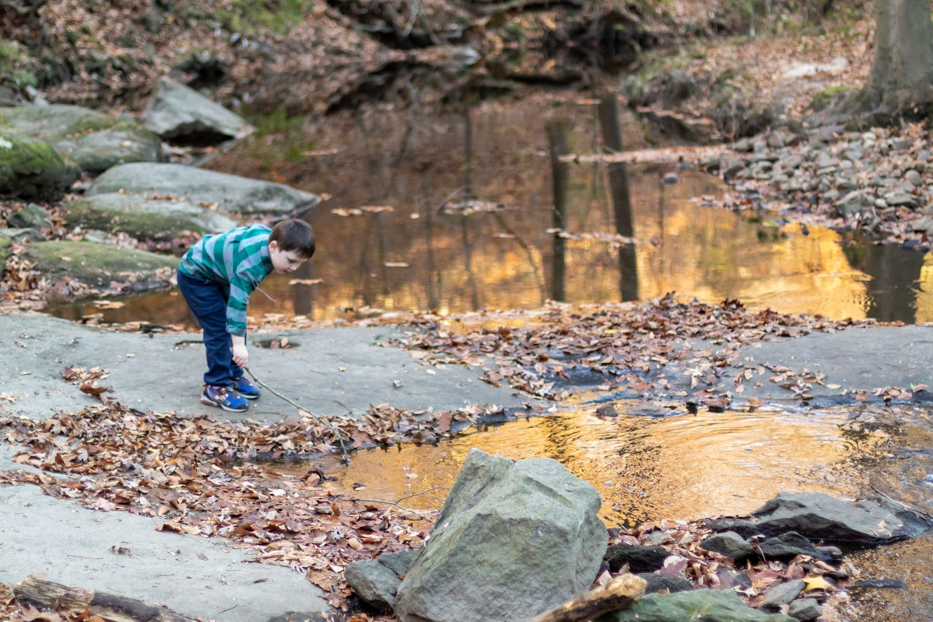 A young boy is playing in a stream in the woods.