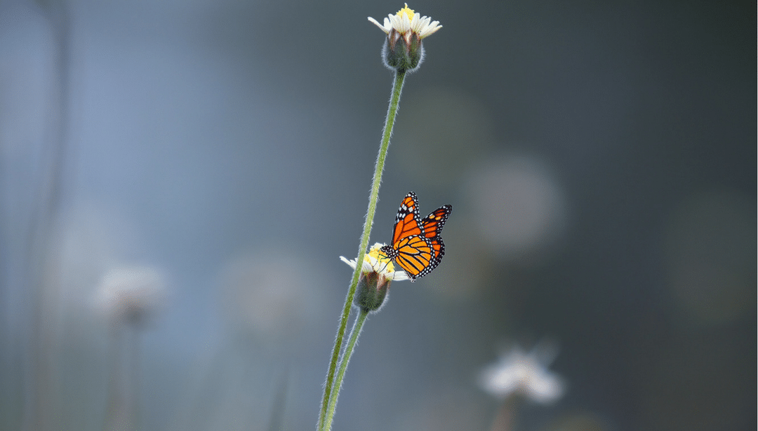 A butterfly is sitting on a flower in a field.