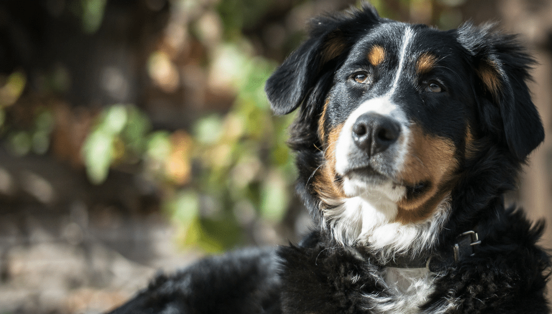 A black and white dog is laying down and looking at the camera.