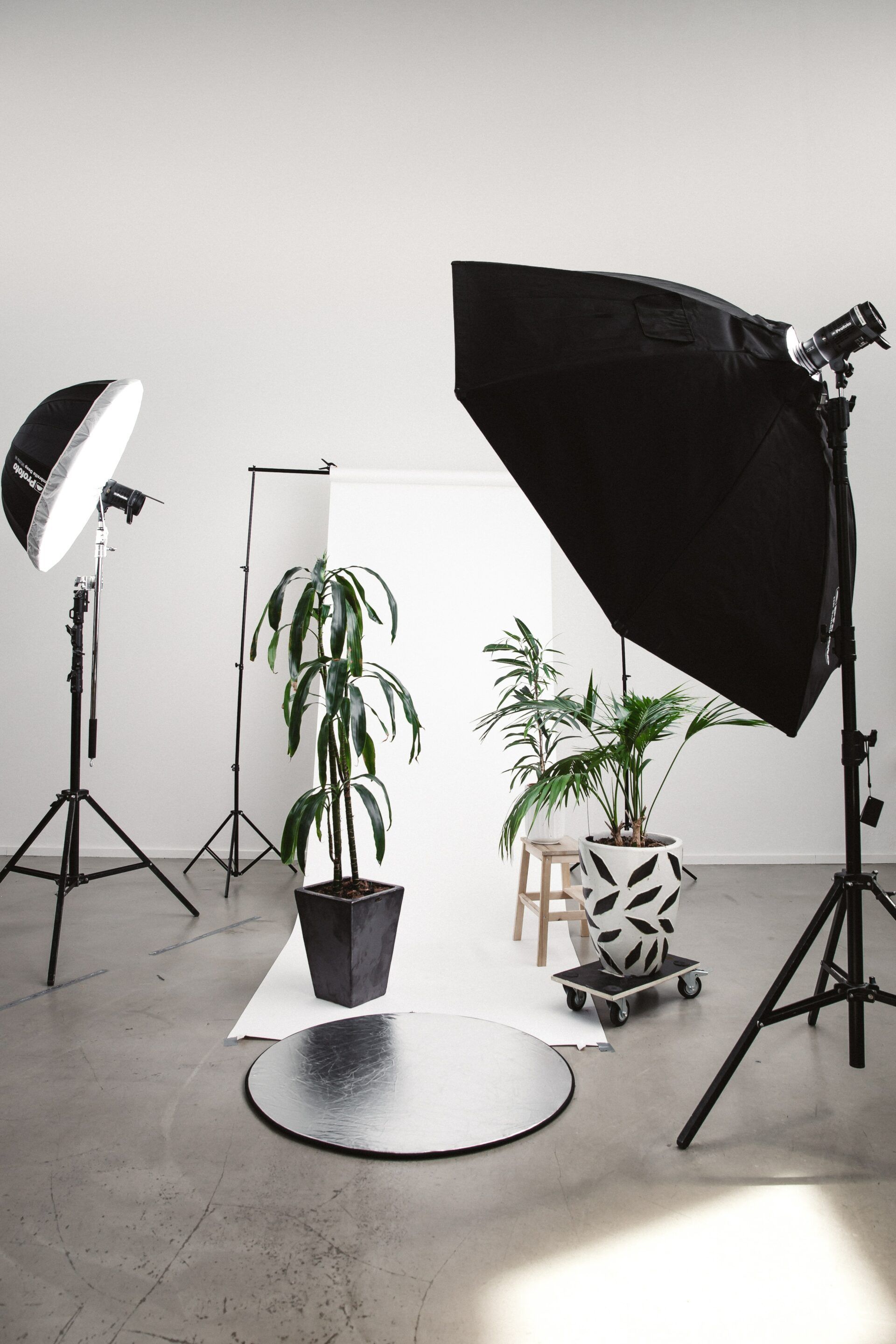 A photo studio with potted plants , lights , and umbrellas.