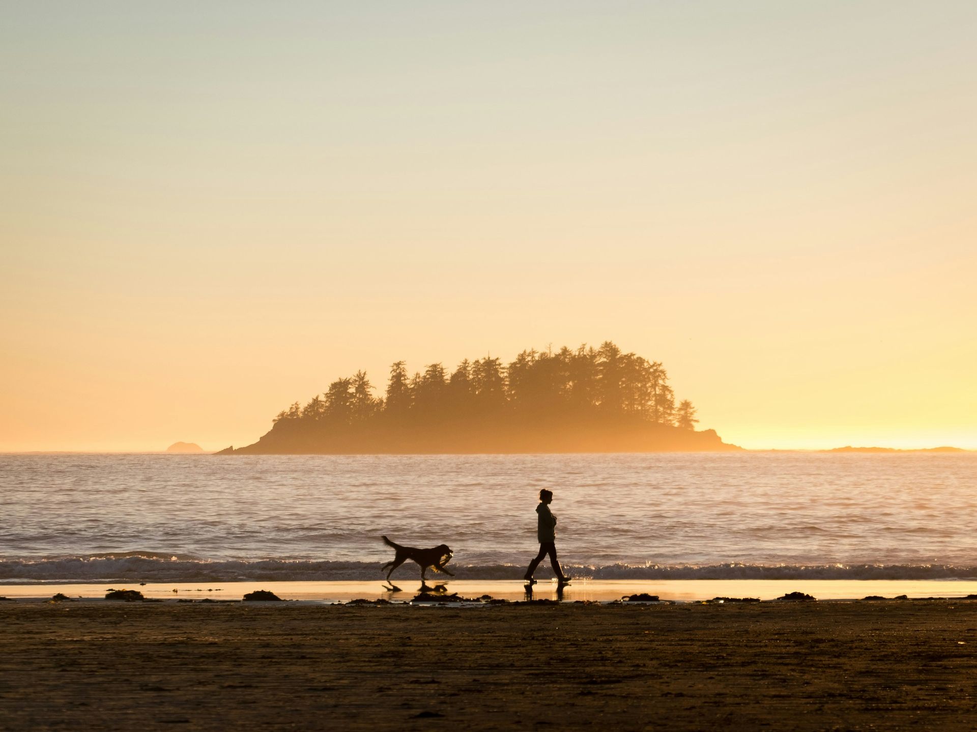 A man is walking a dog on the beach at sunset.