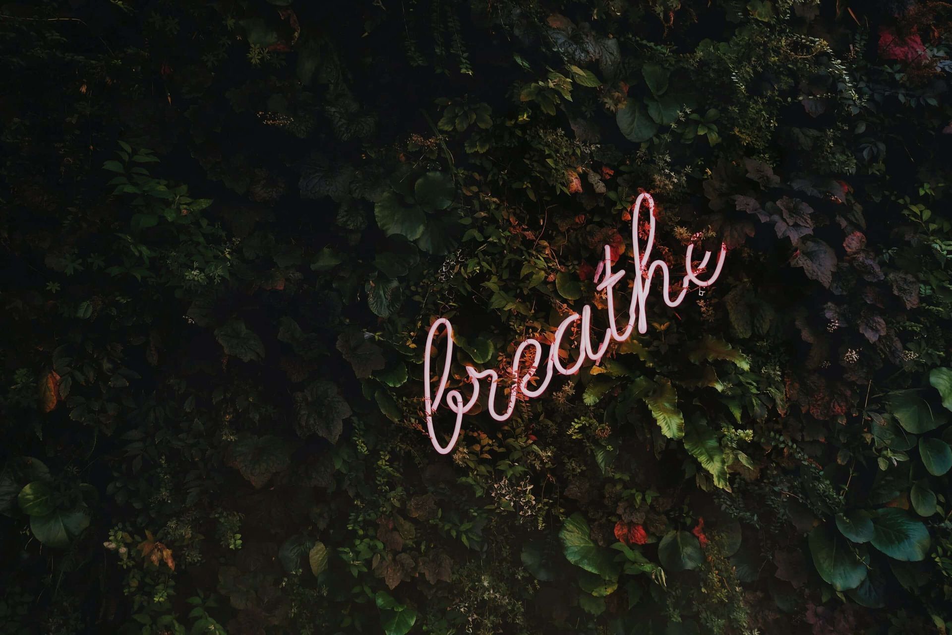 A neon sign that says `` breathe '' is hanging from a tree.