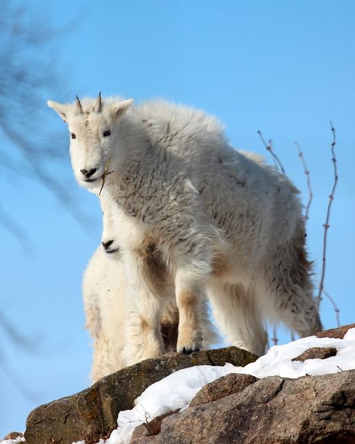 Two goats standing on top of a snow covered rock
