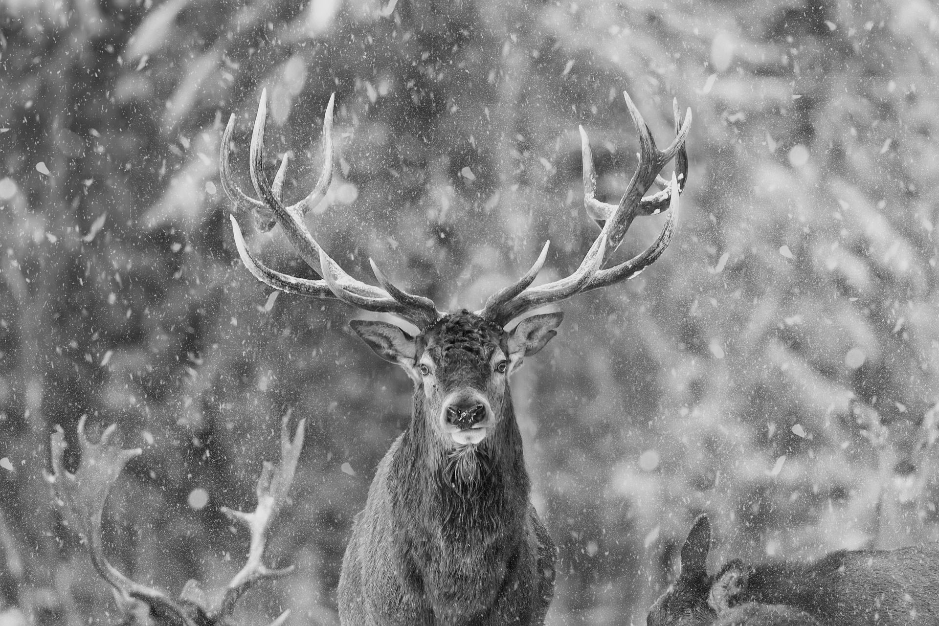 A black and white photo of a deer in the snow.