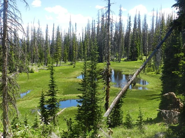 A small pond in the middle of a forest