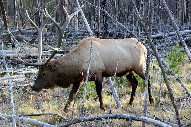 A large elk with antlers is walking through a forest.