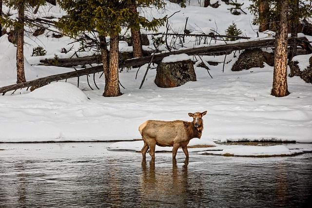 A deer is standing in the water in the snow.