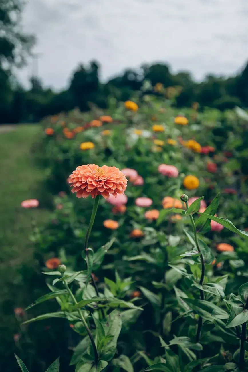 Pick Your Flower Garden in By Faith Farm