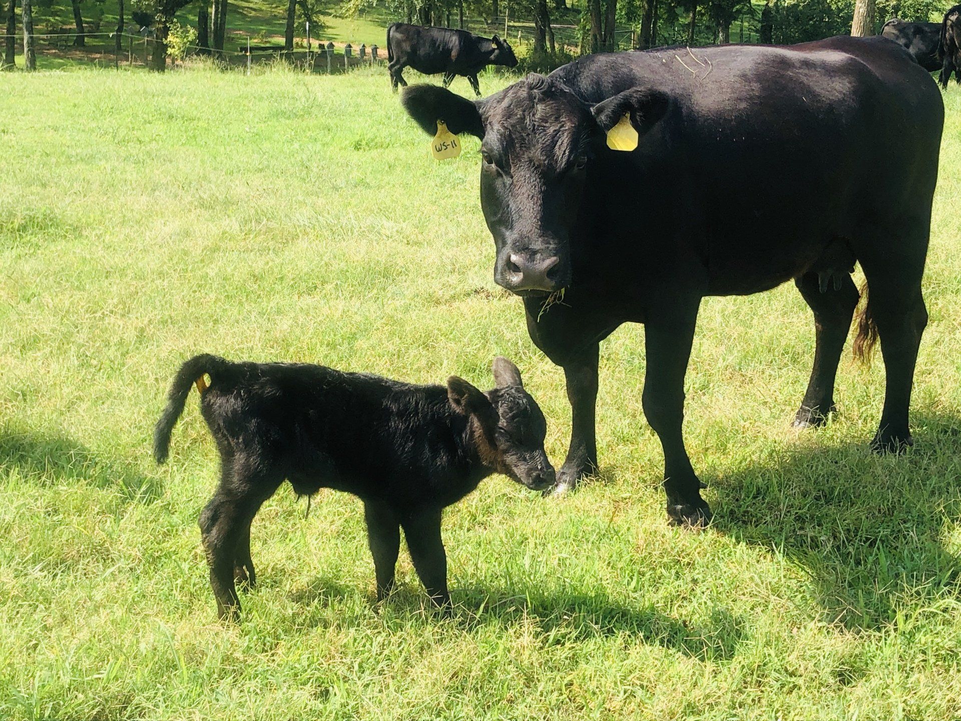 Grass-Fed Beef near Nashville