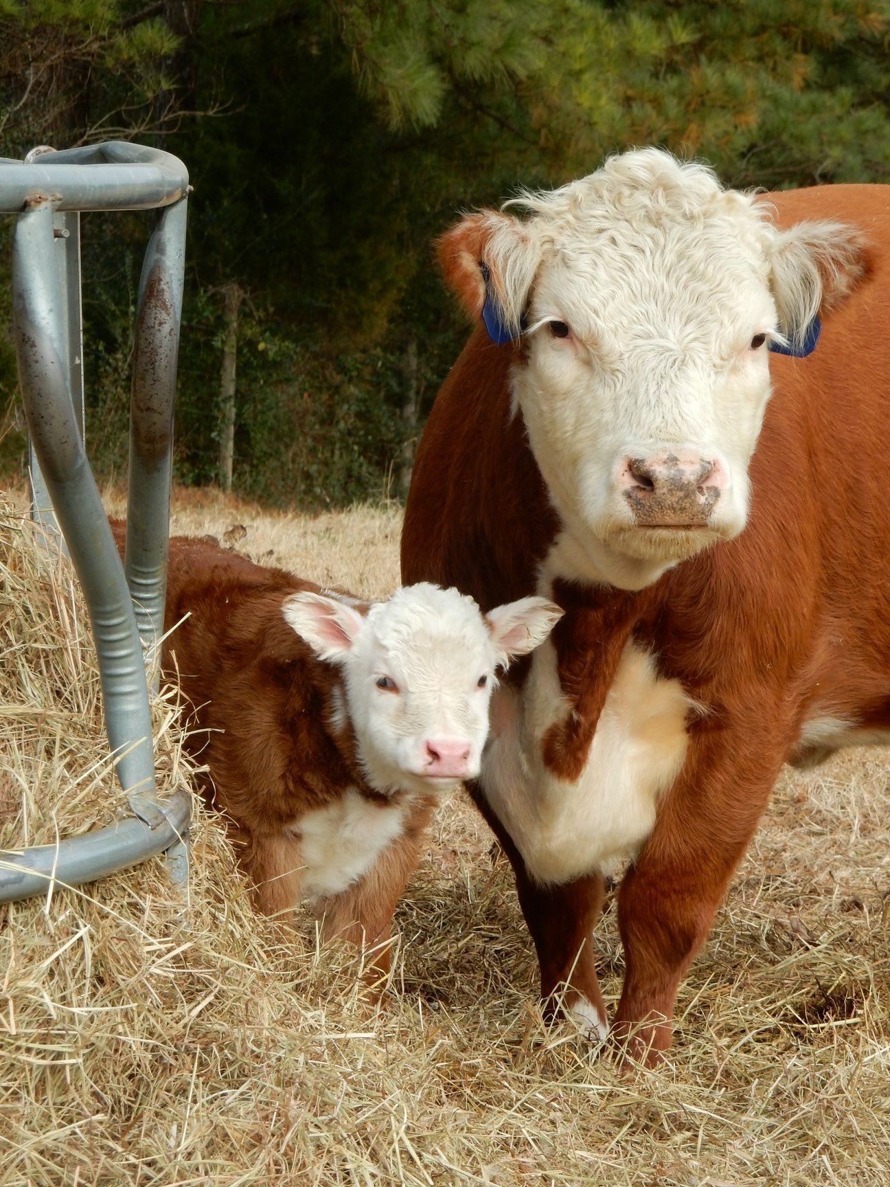 Grass-Fed Beef in By Faith Farm