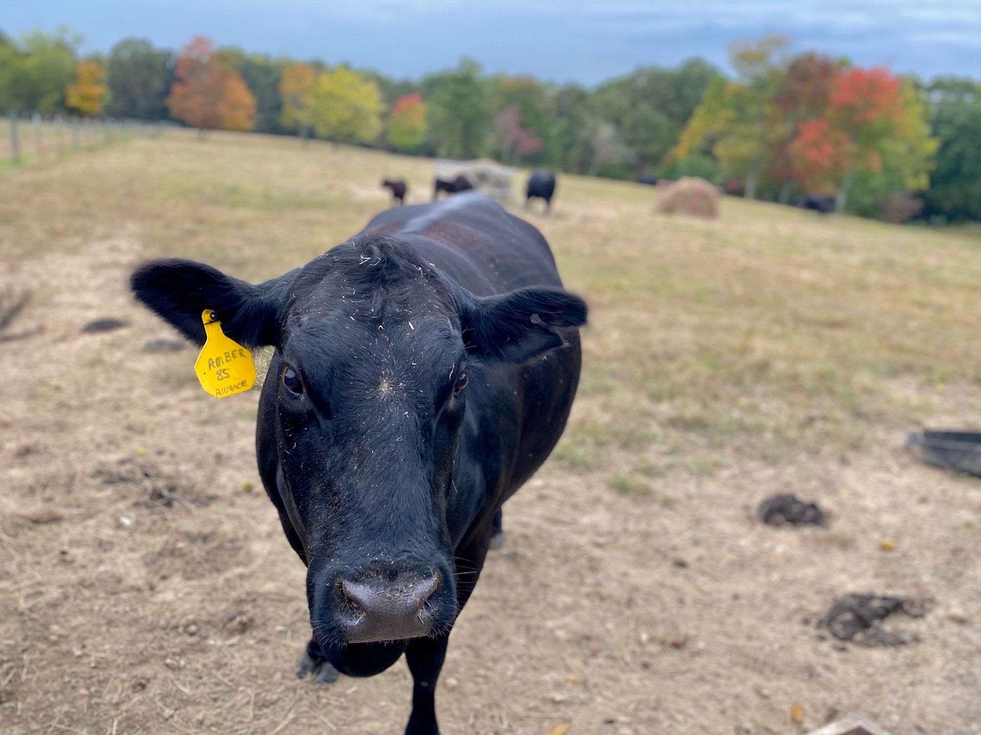 Grass-Fed Beef in Nashville TN