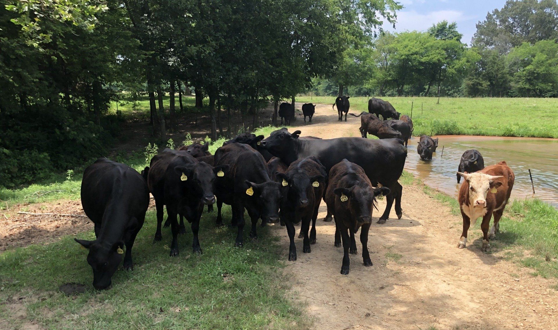 Grass-Fed Beef in Joelton TN